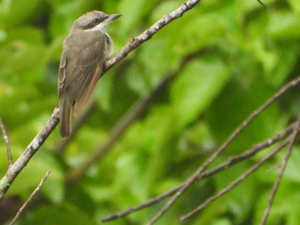 钩嘴林鵙(Tephrodornis virgatus)
