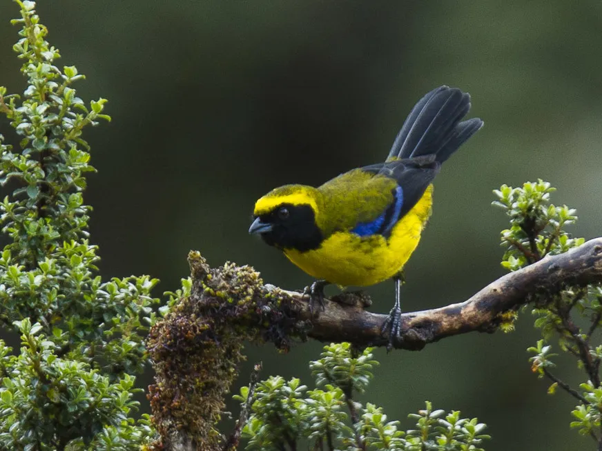 花脸山裸鼻雀(Tephrophilus wetmorei)