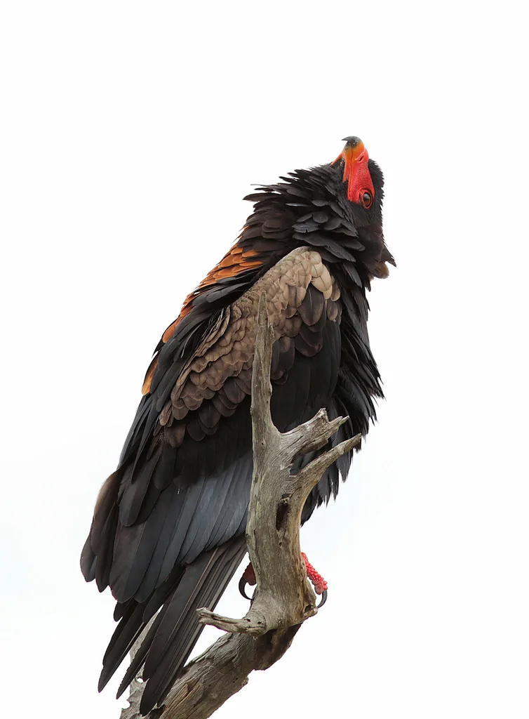 短尾雕(Terathopius ecaudatus)