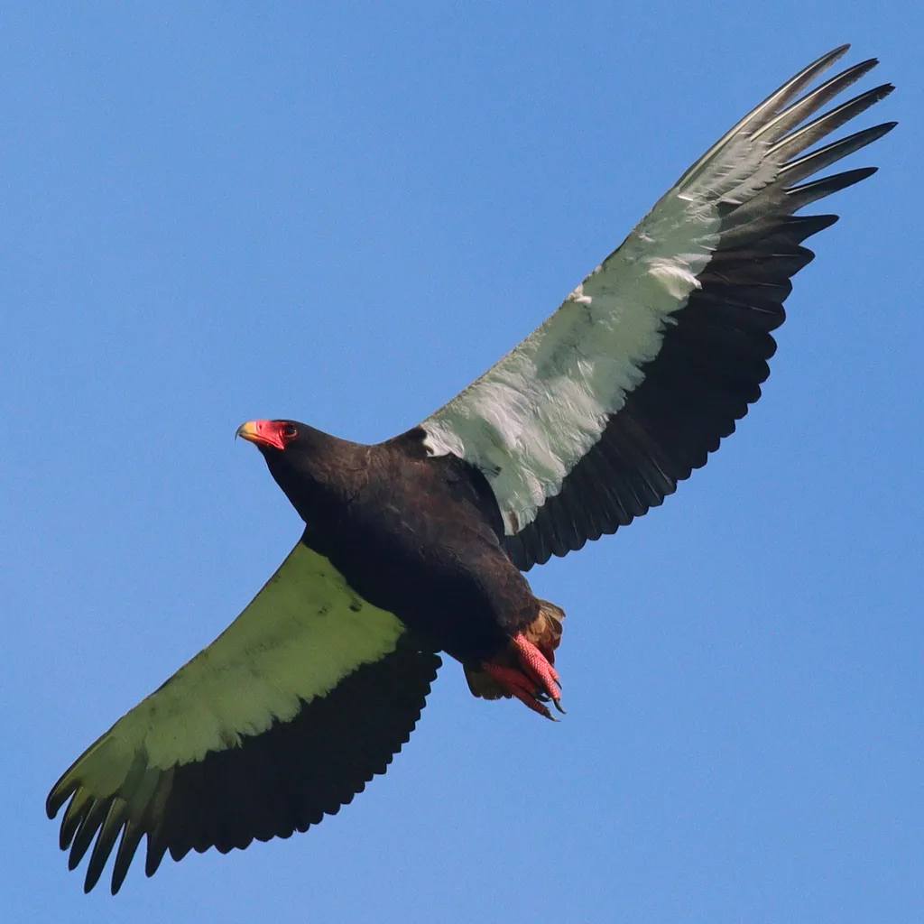 短尾雕(Terathopius ecaudatus)
