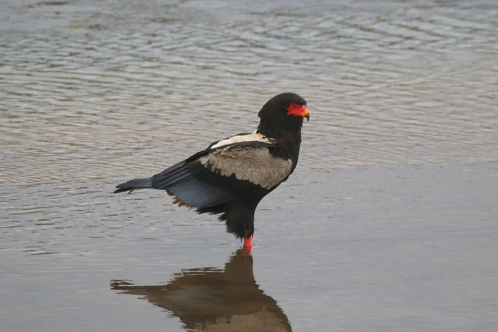 短尾雕(Terathopius ecaudatus)