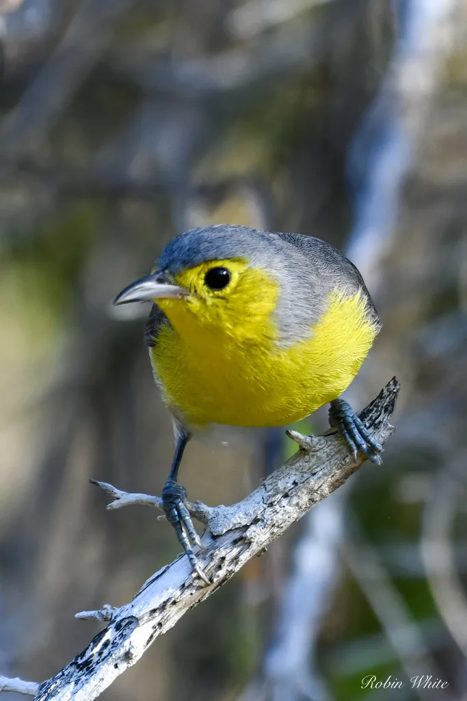 灰森莺(Teretistris fornsi)