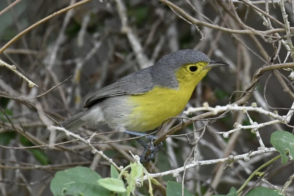 灰森莺(Teretistris fornsi)