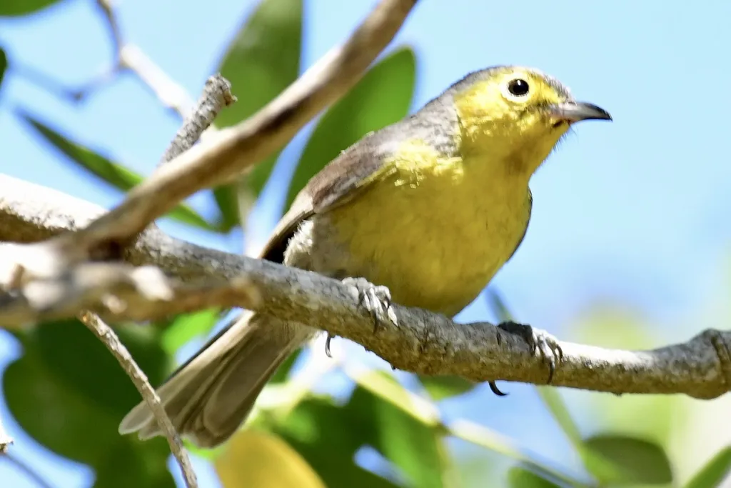 灰森莺(Teretistris fornsi)