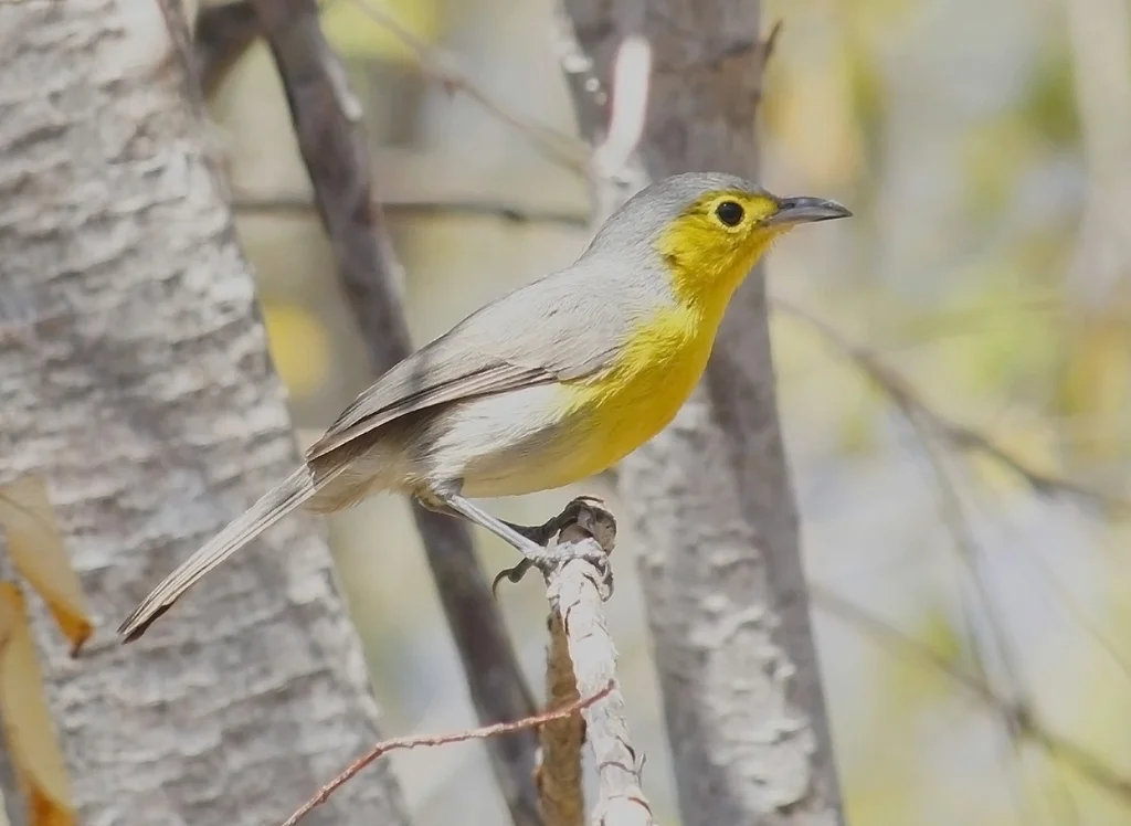 灰森莺(Teretistris fornsi)