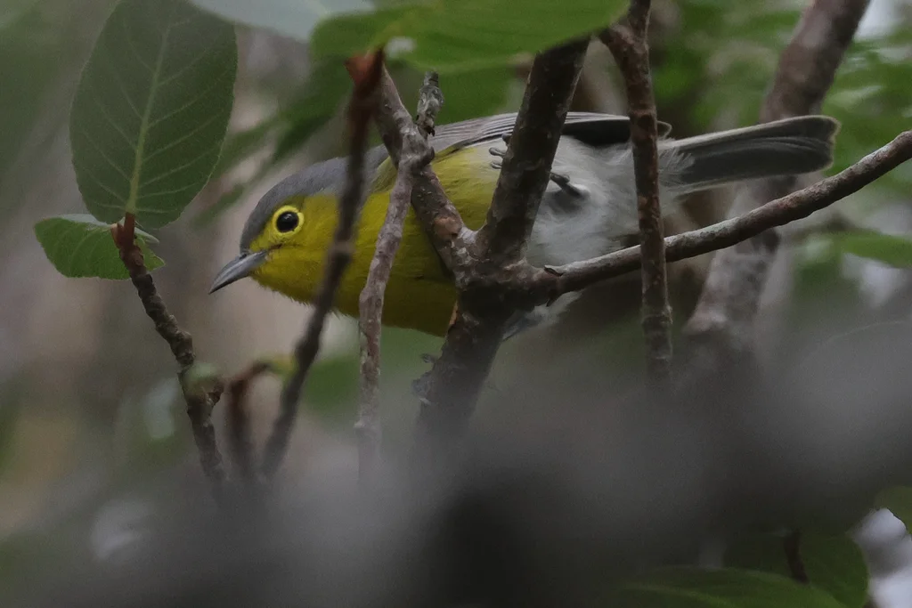 灰森莺(Teretistris fornsi)