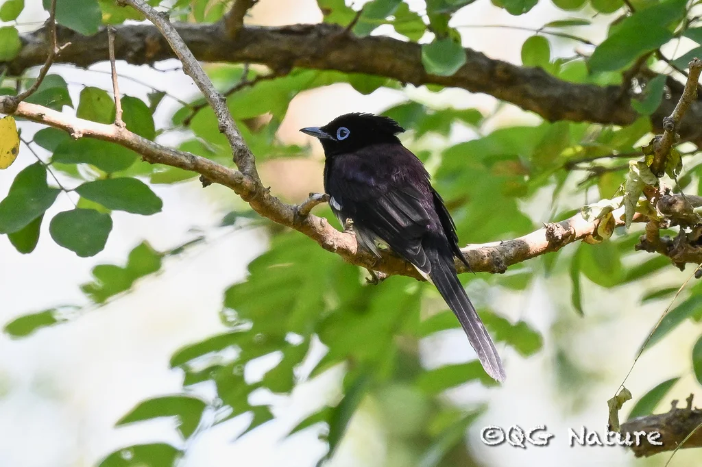 紫寿带（Terpsiphone atrocaudata）