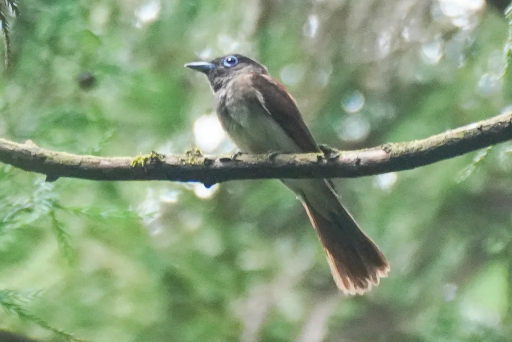 紫寿带（Terpsiphone atrocaudata）