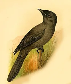 贝氏寿带(Terpsiphone bedfordi)