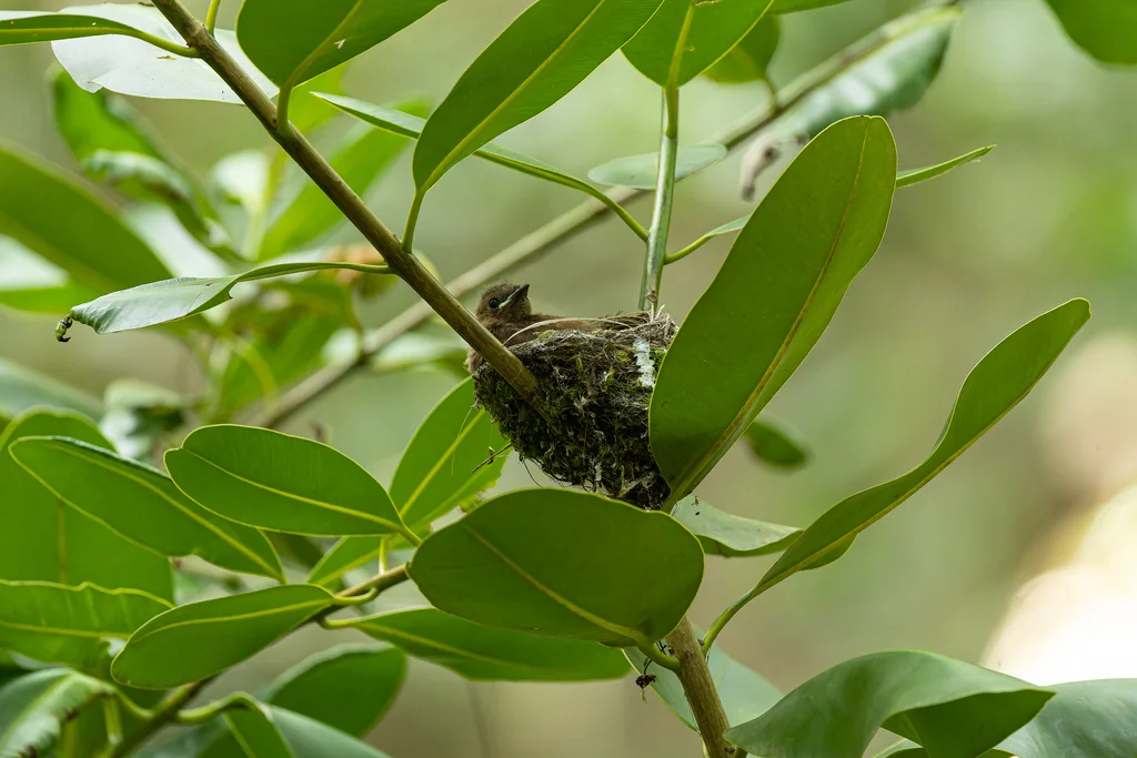 塞舌尔寿带(Terpsiphone corvina)