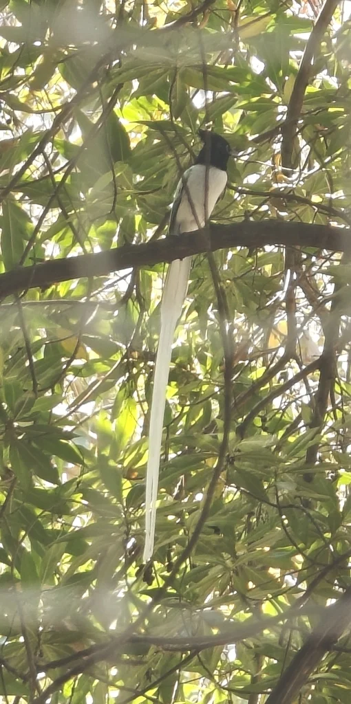 印度寿带（Terpsiphone paradisi）