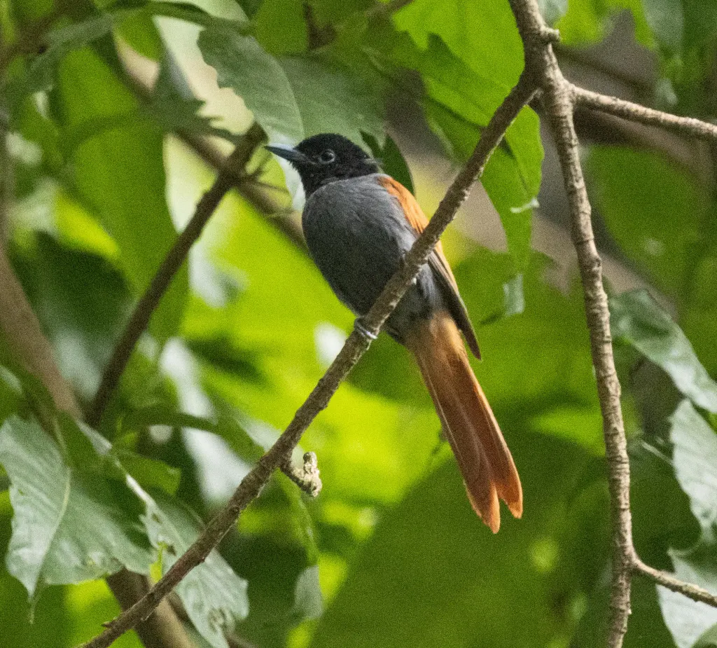 棕臀寿带(Terpsiphone rufocinerea)