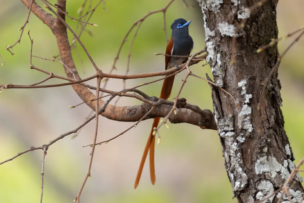 非洲寿带(Terpsiphone viridis)