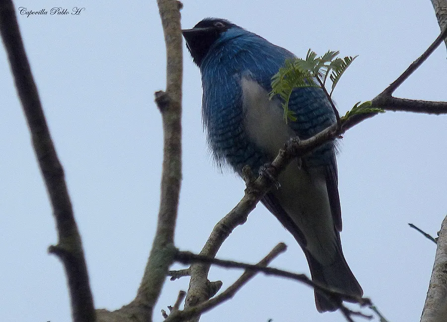 燕嘴唐纳雀(Tersina viridis)