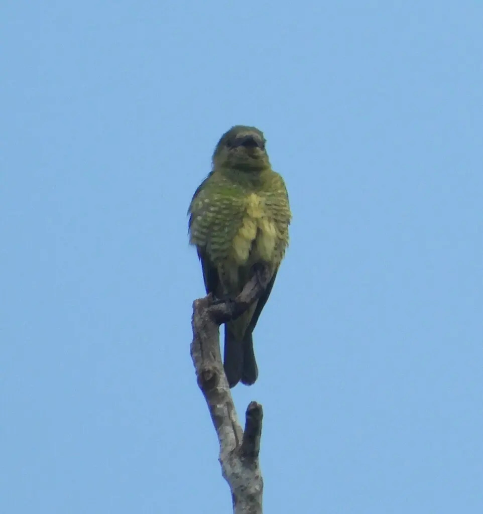 燕嘴唐纳雀(Tersina viridis)