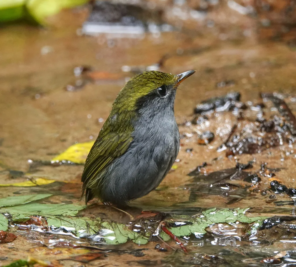 灰腹地莺(Tesia cyaniventer)