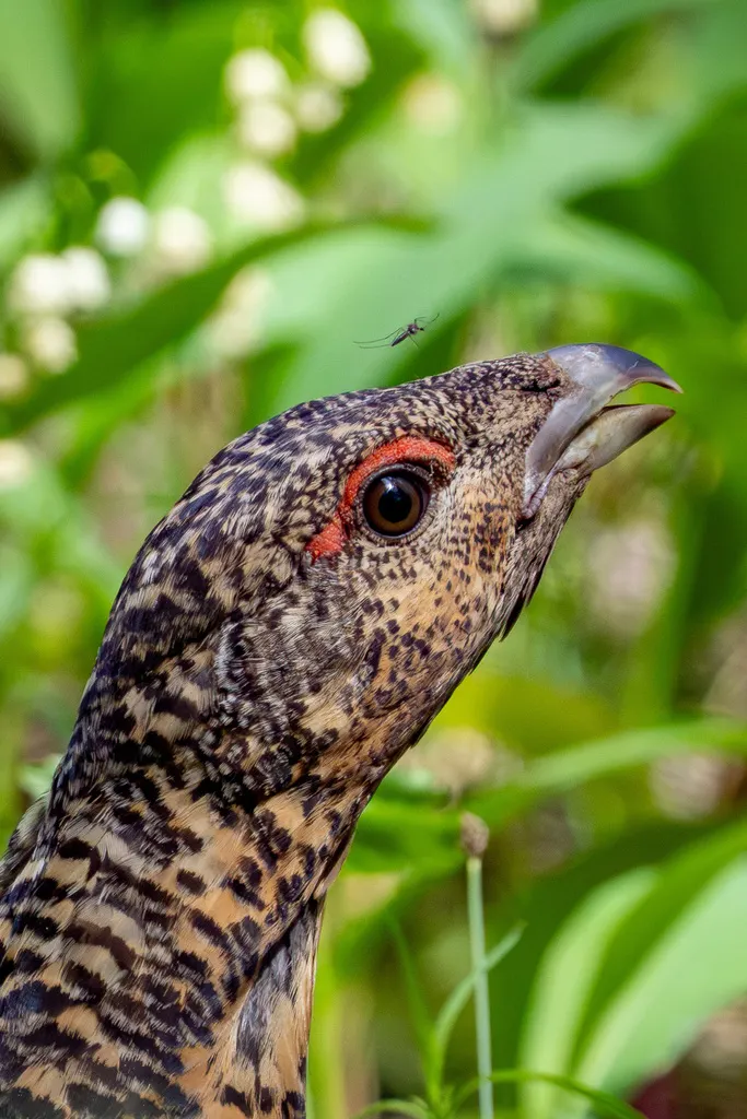 西方松鸡(Tetrao urogallus)