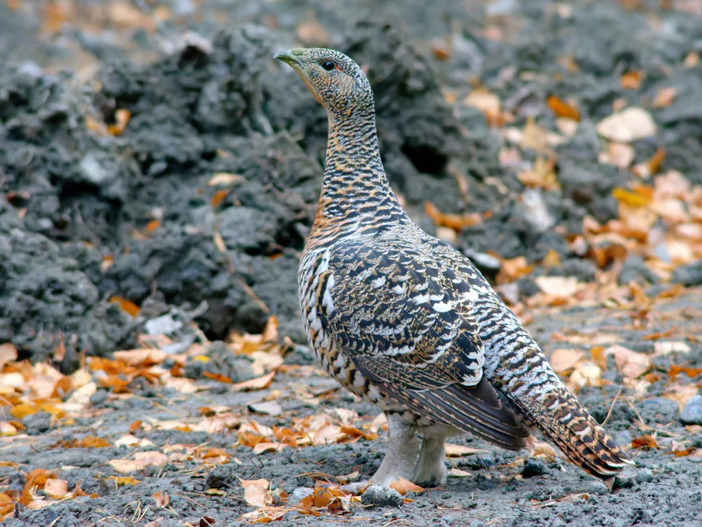 西方松鸡(Tetrao urogallus)