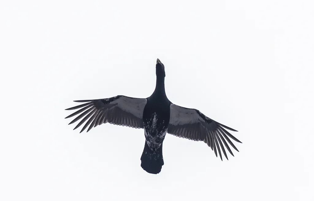 西方松鸡(Tetrao urogallus)