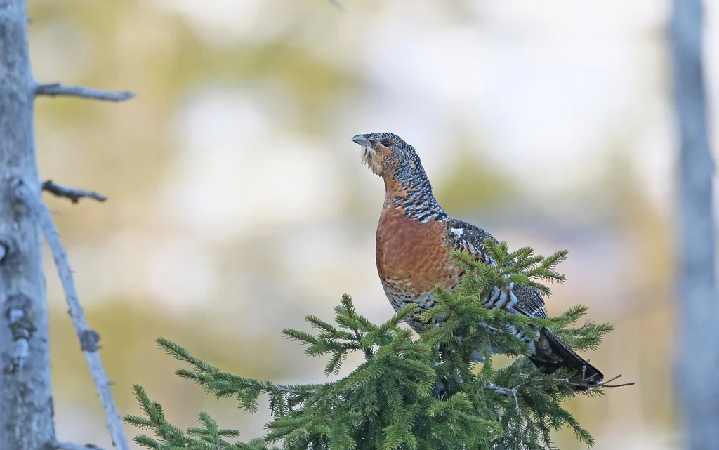 西方松鸡(Tetrao urogallus)