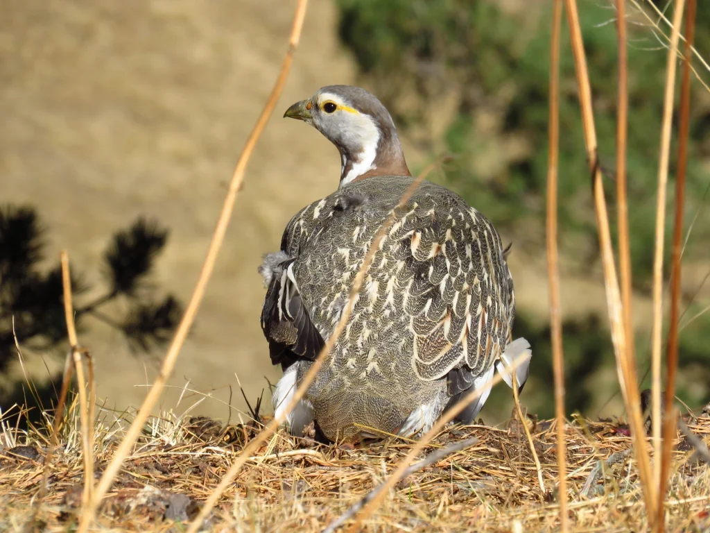 高加索雪鸡(Tetraogallus caucasicus)