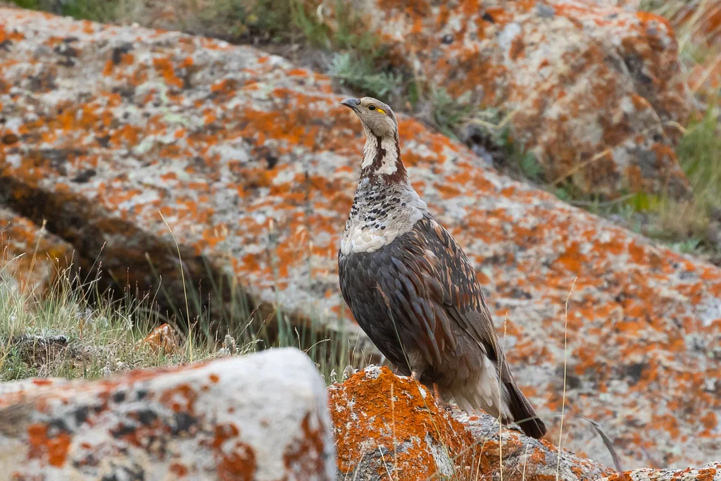 暗腹雪鸡(Tetraogallus himalayensis)