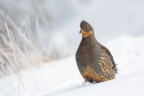 黄喉雉鹑