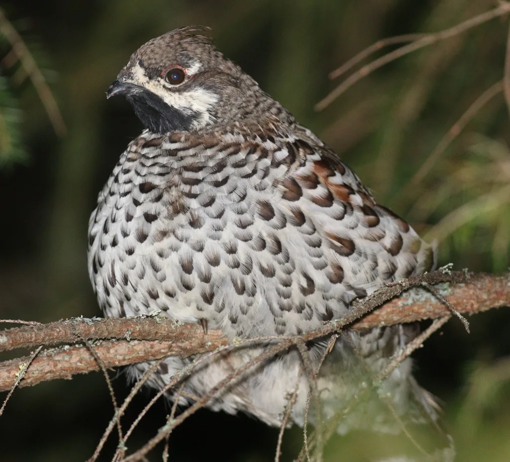 花尾榛鸡(Tetrastes bonasia)