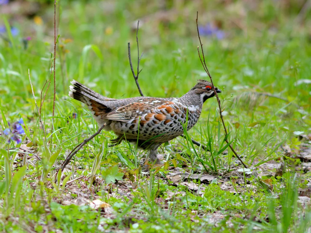花尾榛鸡(Tetrastes bonasia)