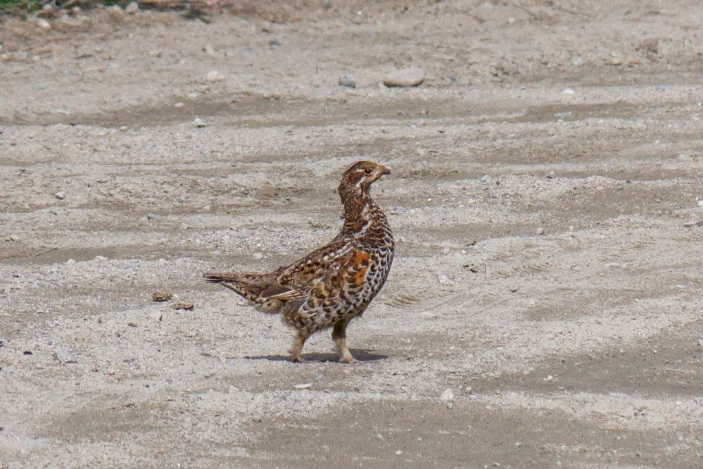 花尾榛鸡(Tetrastes bonasia)
