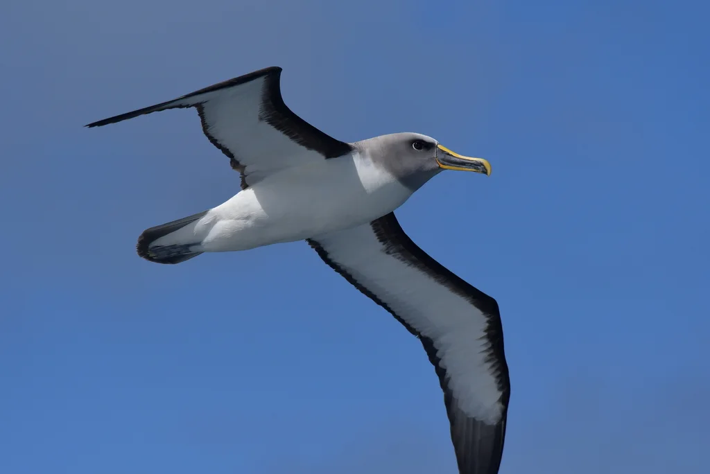新西兰信天翁(Thalassarche bulleri)