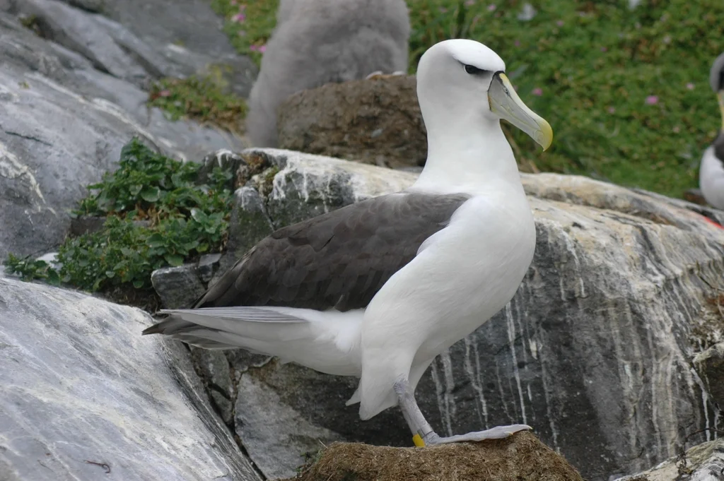 白顶信天翁(Thalassarche cauta)