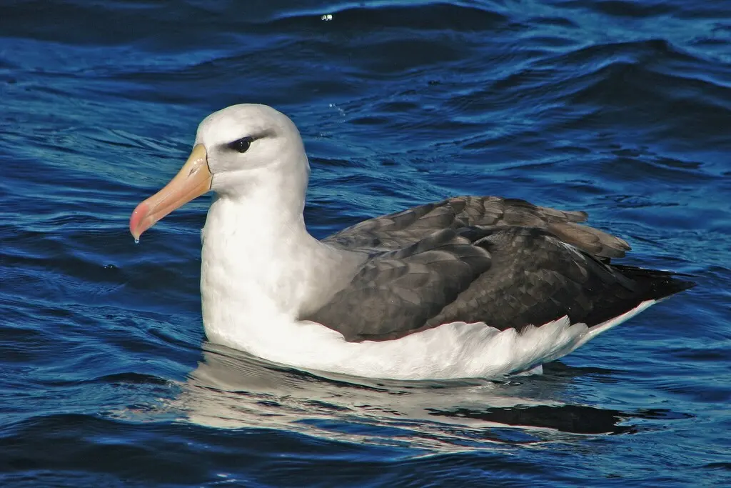 黑眉信天翁(Thalassarche melanophris)