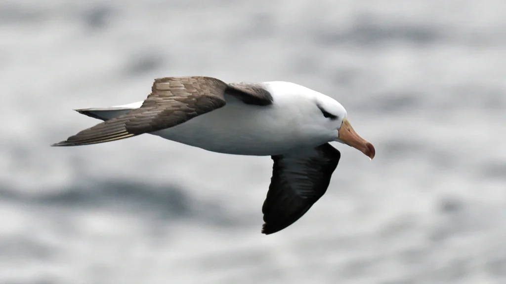 黑眉信天翁(Thalassarche melanophris)