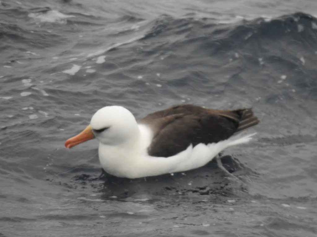 黑眉信天翁(Thalassarche melanophris)
