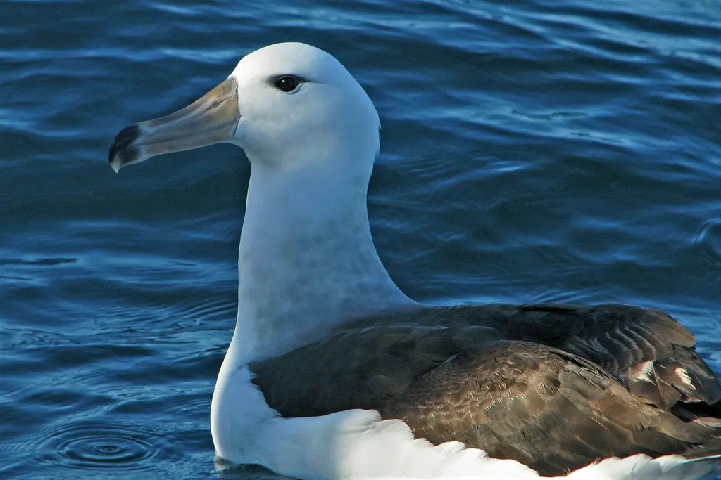 黑眉信天翁(Thalassarche melanophris)