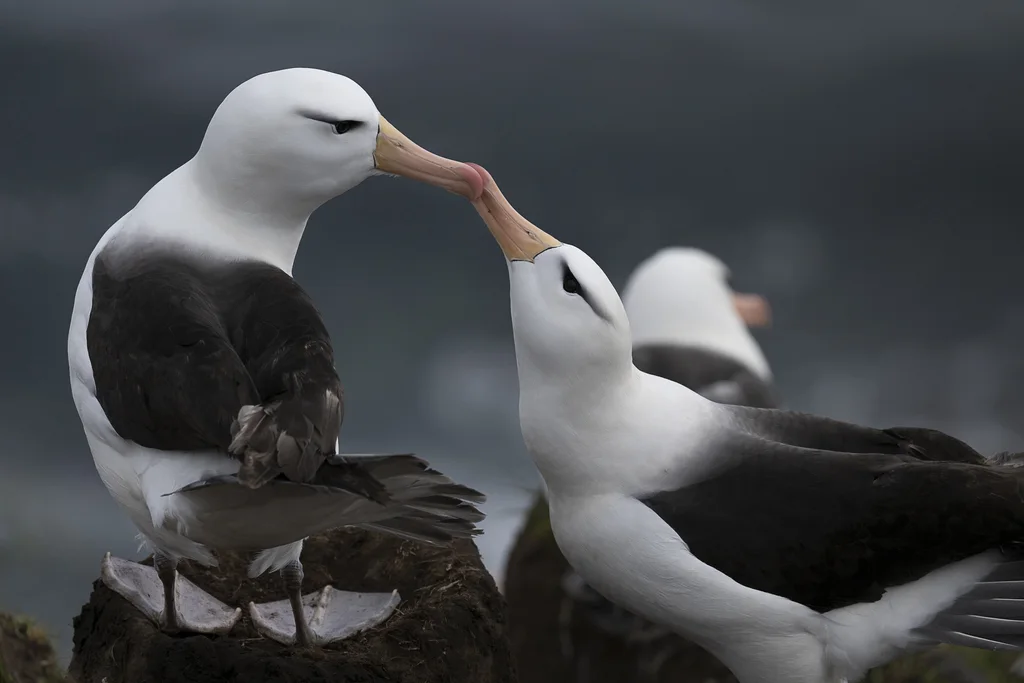 黑眉信天翁(Thalassarche melanophris)