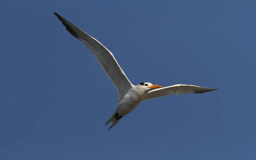 西非凤头燕鸥(Thalasseus albididorsalis)