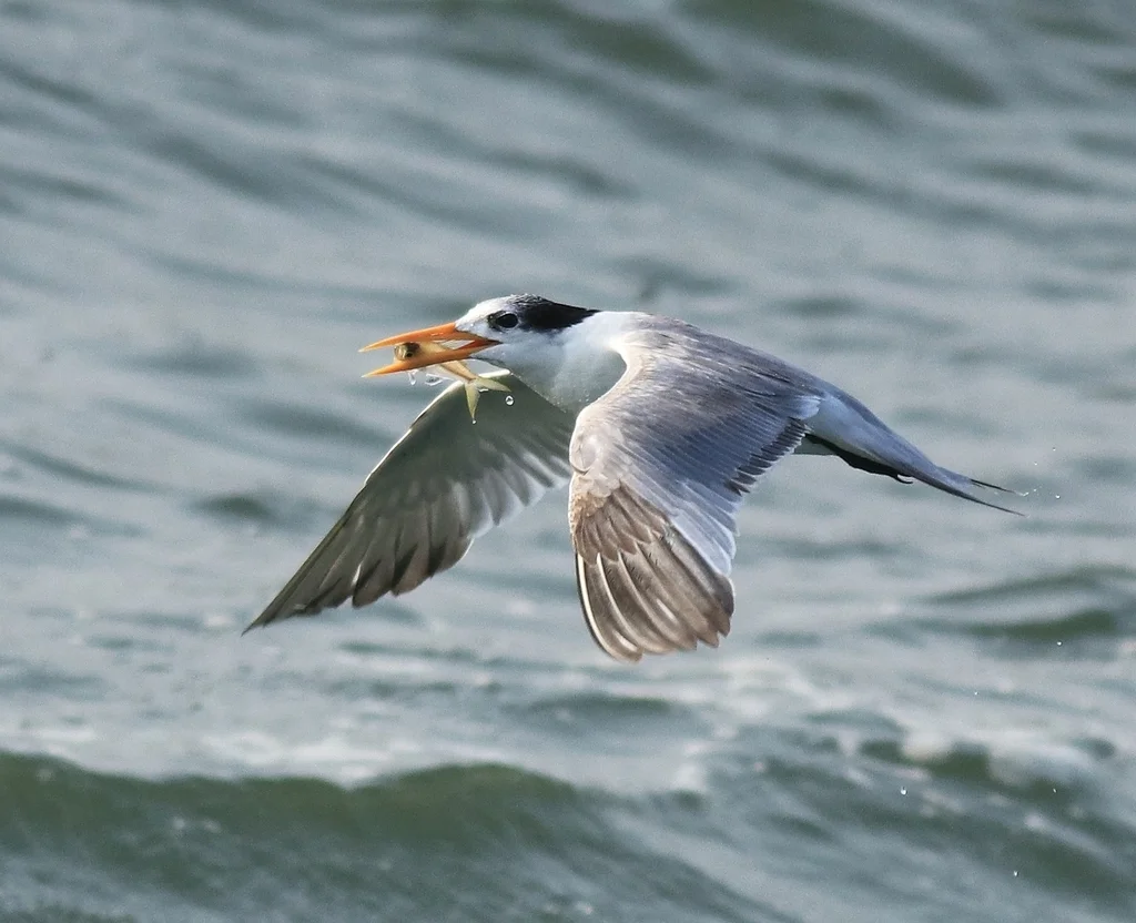 小凤头燕鸥(Thalasseus bengalensis)