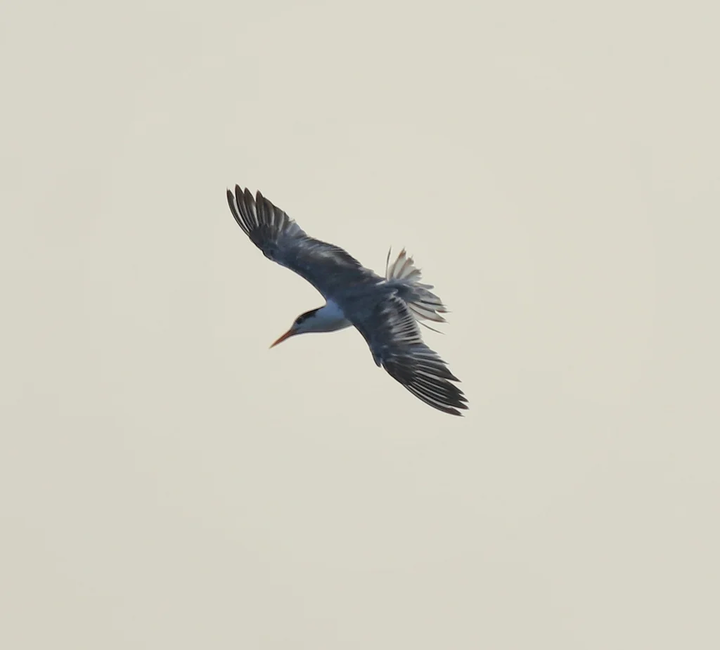 小凤头燕鸥(Thalasseus bengalensis)