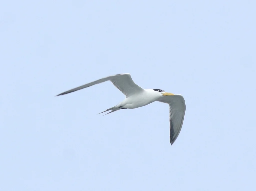 小凤头燕鸥(Thalasseus bengalensis)
