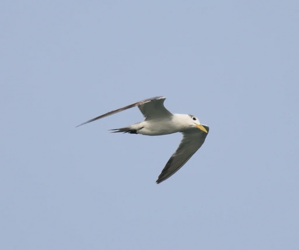 小凤头燕鸥(Thalasseus bengalensis)