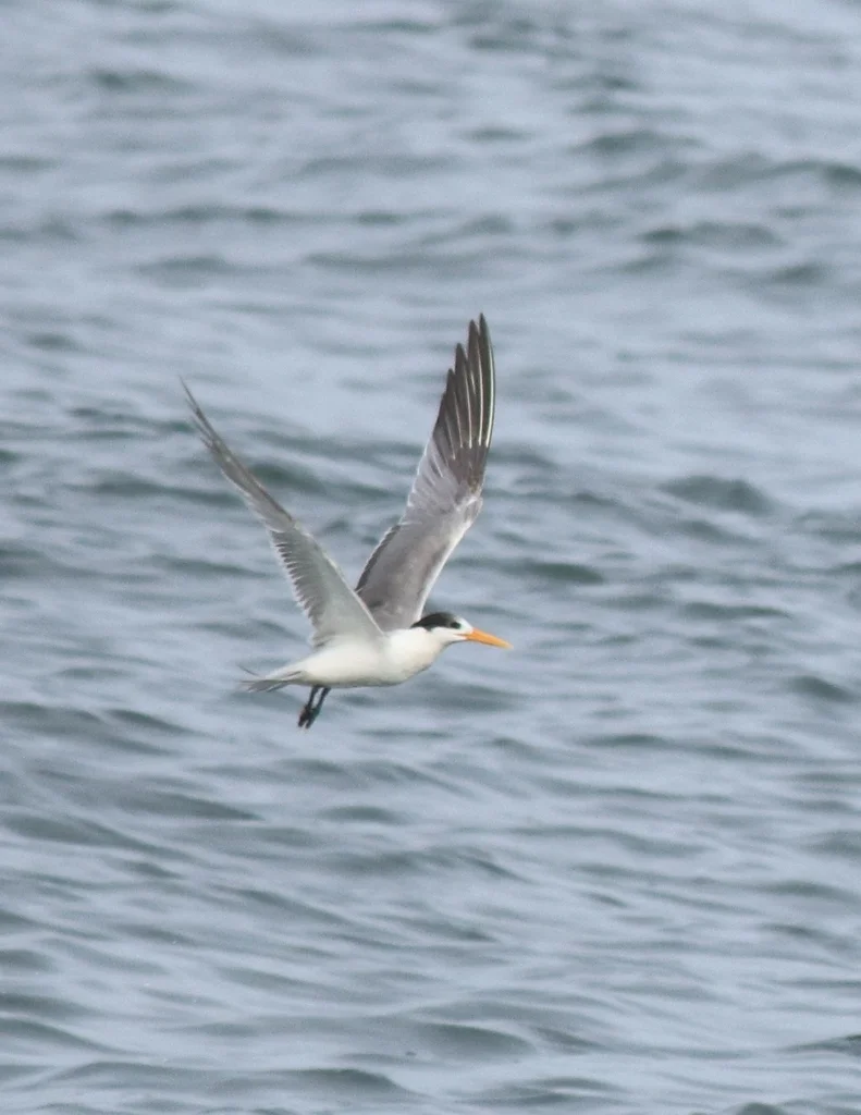 小凤头燕鸥(Thalasseus bengalensis)