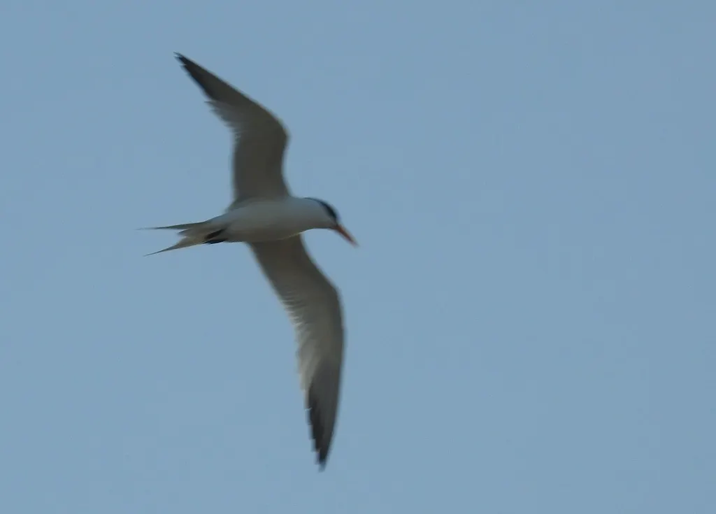 小凤头燕鸥(Thalasseus bengalensis)