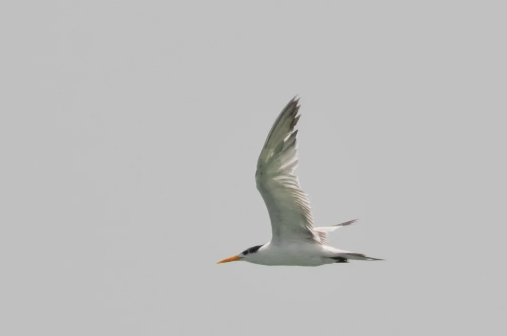 小凤头燕鸥(Thalasseus bengalensis)