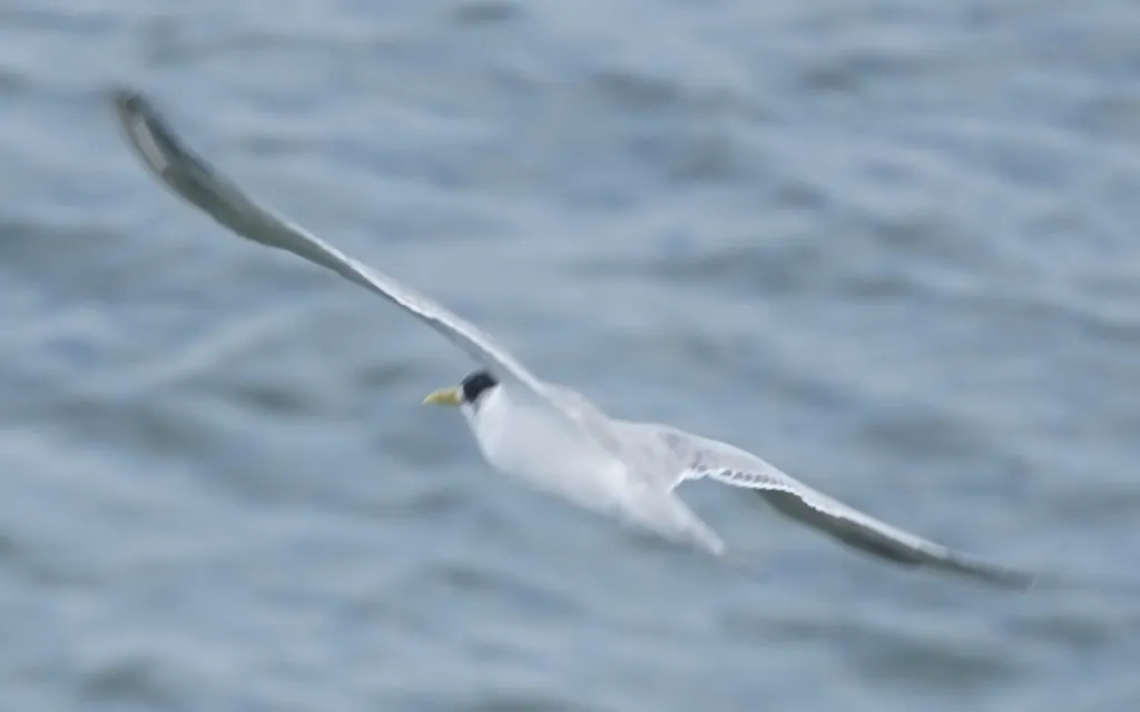 大凤头燕鸥(Thalasseus bergii)