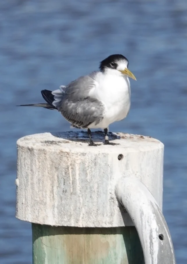 大凤头燕鸥(Thalasseus bergii)