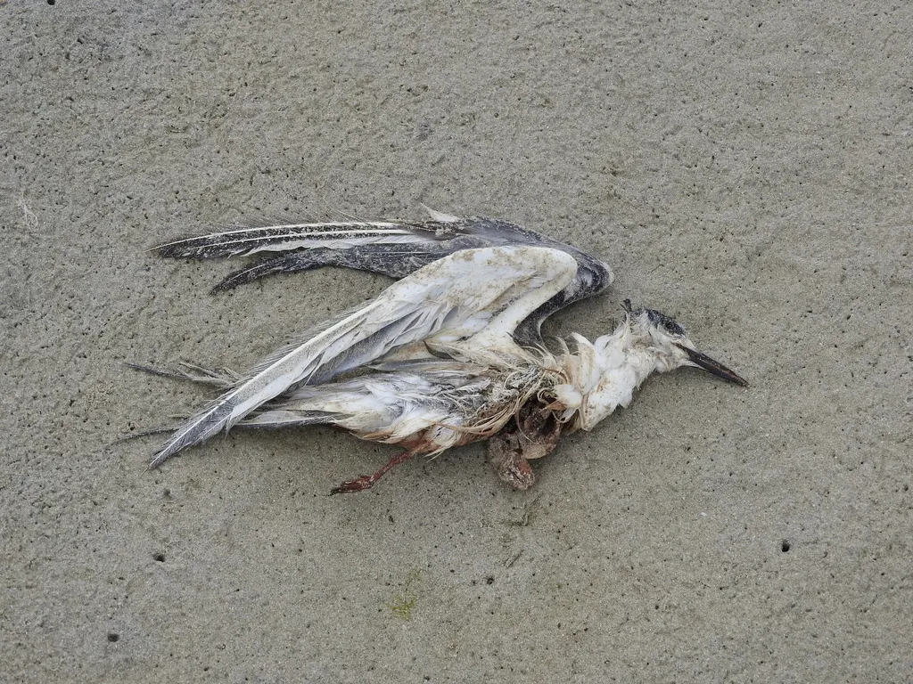 白嘴端凤头燕鸥(Thalasseus sandvicensis)