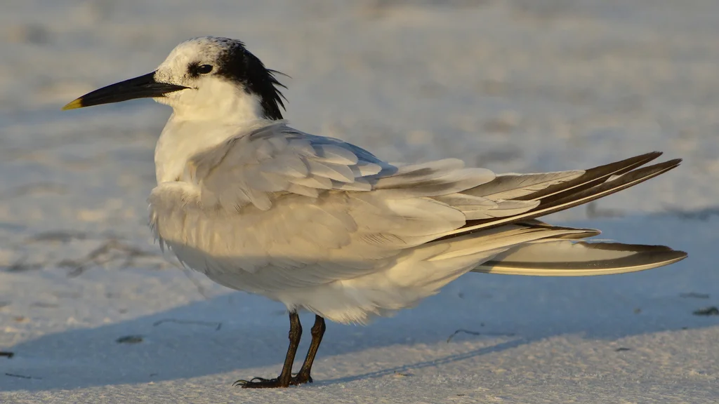 白嘴端凤头燕鸥(Thalasseus sandvicensis)