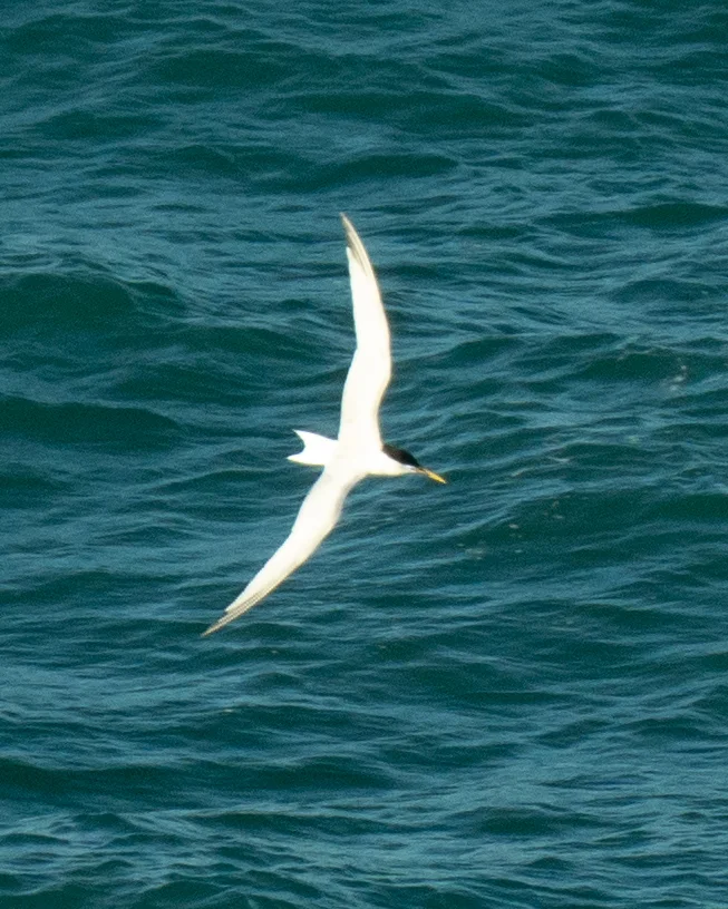 白嘴端凤头燕鸥(Thalasseus sandvicensis)